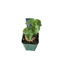 アフリカ キッコウリュウ / Dioscorea elephantipes