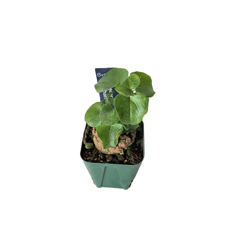 アフリカ キッコウリュウ / Dioscorea elephantipes