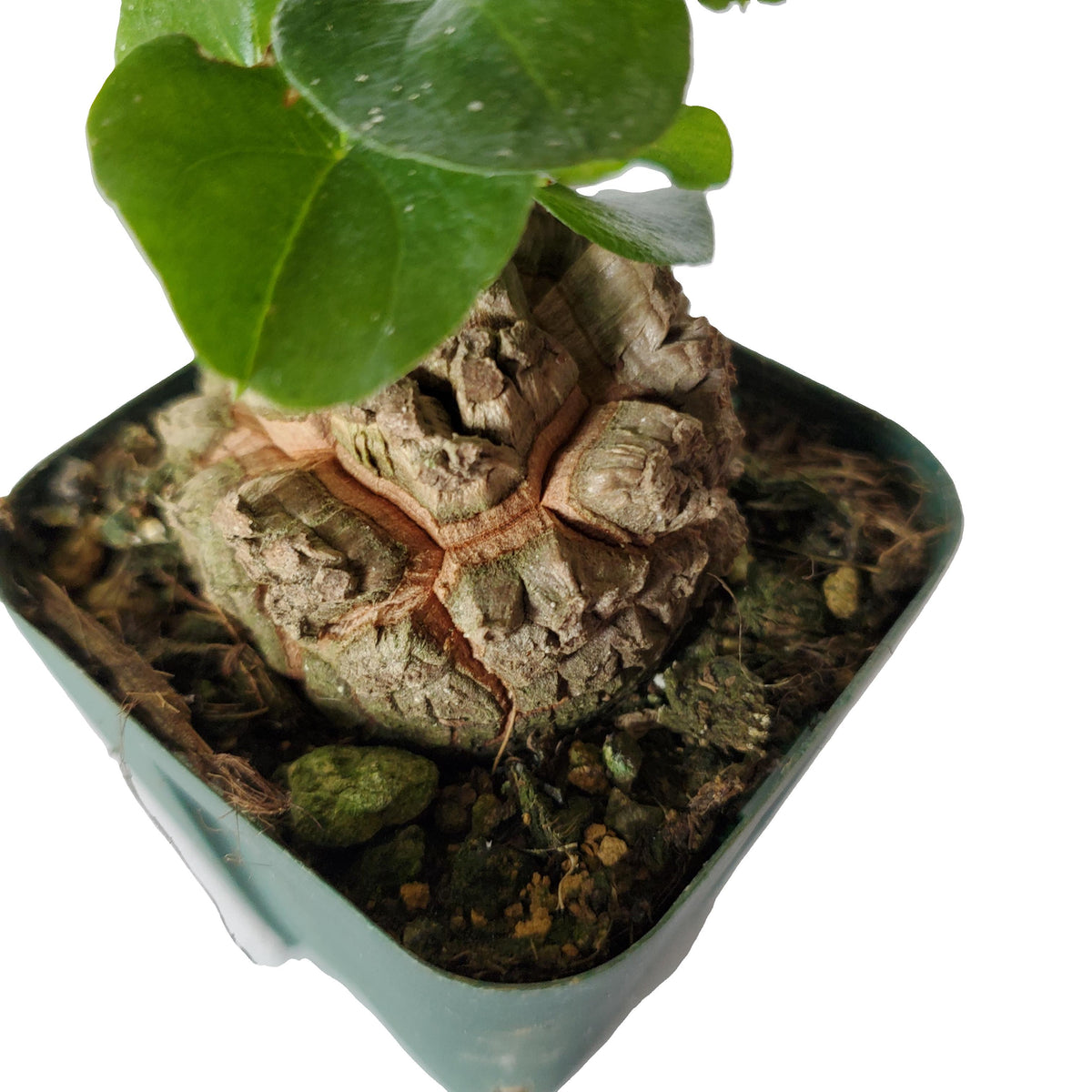 アフリカ キッコウリュウ / Dioscorea elephantipes