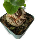 アフリカ キッコウリュウ / Dioscorea elephantipes