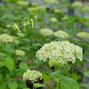 アナベル　【キラリ】 5.5号鉢