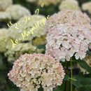 アジサイ　アナベル ポット苗　【ル・マニフィーク】