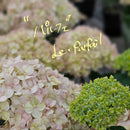 アジサイ　アナベル ポット苗　【ル・パルフェ】