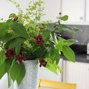 クロバナロウバイ  アフロディーデ