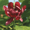 クロバナロウバイ  アフロディーデ