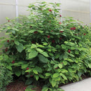 クロバナロウバイ  アフロディーデ