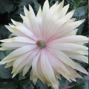 ノ·アルフレ　ラナンキュラス ノ·アルフレ ラナンキュラス 楽天市場】ラナンキュラス