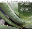 アロエベラ 6号鉢／Aloe vera