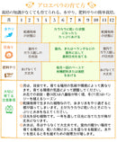 アロエベラ 6号鉢／Aloe vera