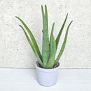 アロエベラ 3.5号鉢／Aloe vera