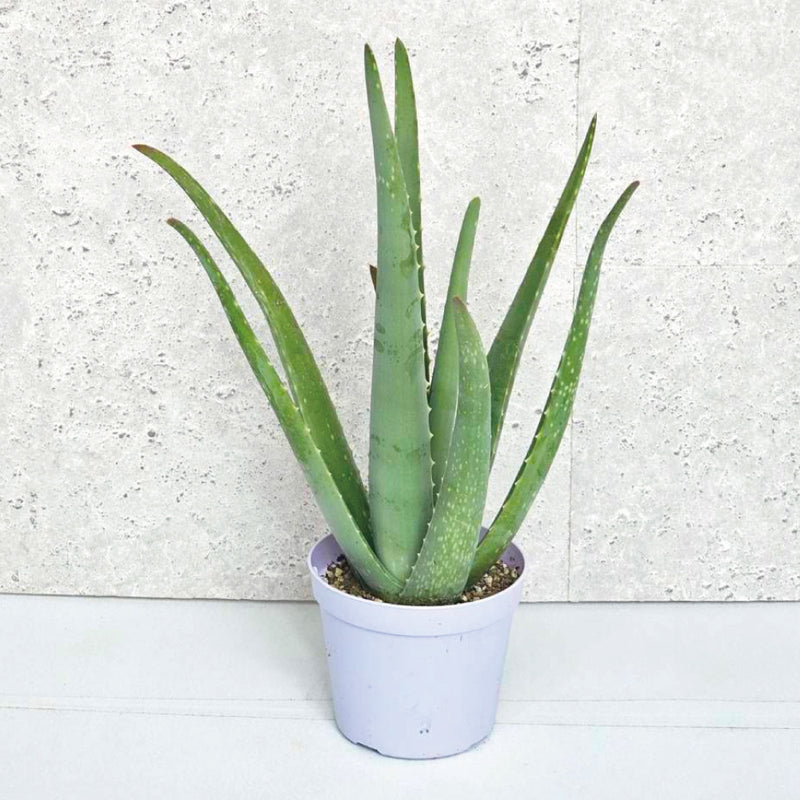 アロエベラ 3.5号鉢／Aloe vera