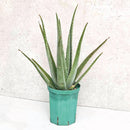 アロエベラ 6号鉢／Aloe vera