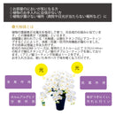 光触媒 御供造花コチョウラン(まどか）