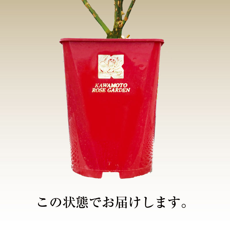 NEW レヴリ【河本バラ園】  12月上旬頃発送