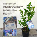 ブルーべリー　マグノリア（サザンハイブッシュ）