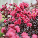 サルスベリ センターステージ ピンク【PW】