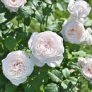 マハネ 【デルバールローズ】　12月下旬～1月頃発送