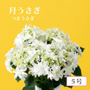 59.アジサイ「月うさぎ」　5号鉢【そのまま贈れる 税込・送料込プラン】※一部地域のみ追加送料あり