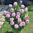 NEWアローム・ディヴァン【デルバールローズ】　12月下旬～1月頃発送