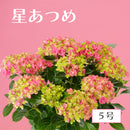 58.アジサイ「星あつめ」ピンク　5号【そのまま贈れる 税込・送料込プラン】※一部地域のみ追加送料あり