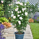 マハネ 【デルバールローズ】　12月下旬～1月頃発送