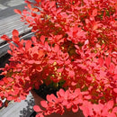 バーべリス  サンジョイネオ