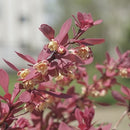 バーべリス  サンジョイネオ