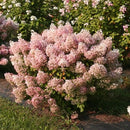 ノリウツギ  ミニホイップ