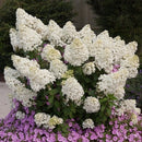 ノリウツギ  ミニホイップ