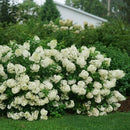 ノリウツギ  ミニホイップ