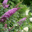 ブッドレア パグスター ピンカー【PW】