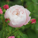 プリュム【河本バラ園】　12月下旬～1月頃発送