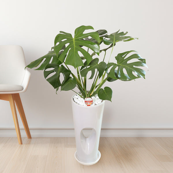 贈答品】観葉植物 9千円代 モンステラ7寸穴高陶器 立て札