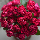 ポム【河本バラ園】　12月下旬～1月頃発送