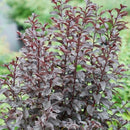 サルスベリ センターステージ レッド【PW】