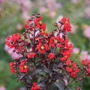 サルスベリ センターステージ レッド【PW】