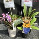 福岡蘭展ガチャ   【着生セット①】