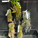 福岡蘭展ガチャ   【着生セット②】