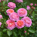 フルレット 【デルバールローズ】　12月下旬～1月頃発送