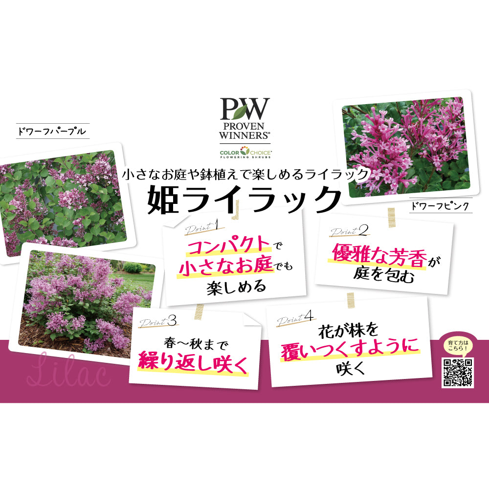 姫ライラック ドワーフパープル【PW】