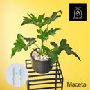 43.ＧROW LABO「セローム」　