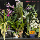 福岡蘭展ガチャ  【花付き蘭セット】