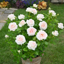 NEW ラ・ソヴァジーヌ・テル・エ・パッション【デルバールローズ】　12月下旬～1月頃発送