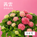 61.アジサイ「茜雲」4号【そのまま贈れる 税込・送料込プラン】※一部地域のみ追加送料あり