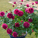 アレゴリー【デルバールローズ】  12月下旬～1月頃発送