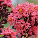 サルスベリ センターステージ コーラル【PW】