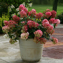 ノリウツギ  マキシファイヤーライト