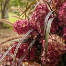 ノリウツギ  マキシファイヤーライト