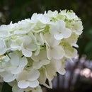 ノリウツギ  マキシファイヤーライト