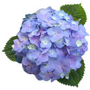 アジサイ  サマーメドレー　ペールシャボン